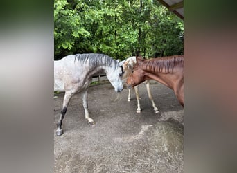 Purosangue arabo, Castrone, 6 Anni, 158 cm, Grigio pezzato