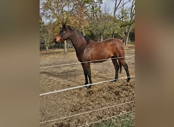 Purosangue arabo, Castrone, 6 Anni, 162 cm, Baio scuro