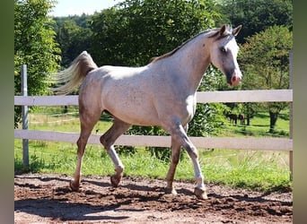 Purosangue arabo, Castrone, 6 Anni, 162 cm, Grigio pezzato