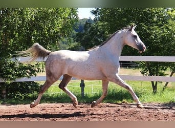 Purosangue arabo, Castrone, 6 Anni, 162 cm, Grigio pezzato