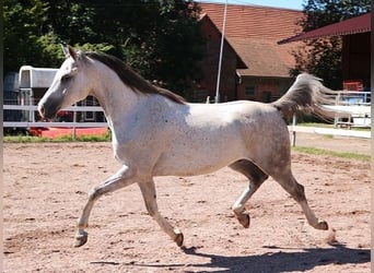 Purosangue arabo, Castrone, 6 Anni, 162 cm, Grigio pezzato