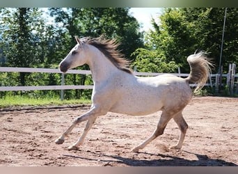 Purosangue arabo, Castrone, 6 Anni, 162 cm, Grigio pezzato