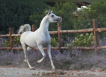 Purosangue arabo, Castrone, 6 Anni, Grigio