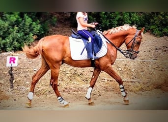 Purosangue arabo, Castrone, 7 Anni, 145 cm, Sauro