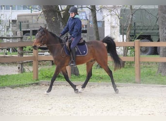 Purosangue arabo, Castrone, 7 Anni, 150 cm, Baio