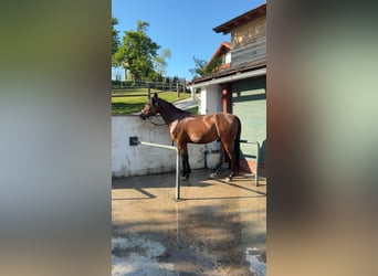 Purosangue arabo, Castrone, 7 Anni, 150 cm, Baio