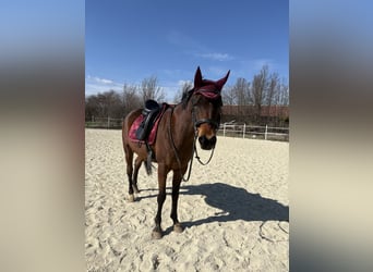 Purosangue arabo, Castrone, 7 Anni, 150 cm, Baio