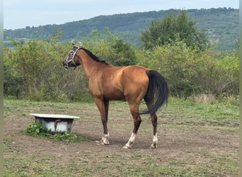 Purosangue arabo, Castrone, 7 Anni, 150 cm, Baio ciliegia