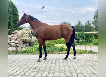 Purosangue arabo, Castrone, 7 Anni, 155 cm, Baio ciliegia