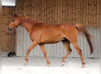 Purosangue arabo, Castrone, 7 Anni, 156 cm, Sauro