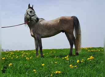 Purosangue arabo, Castrone, 7 Anni, 157 cm, Può diventare grigio