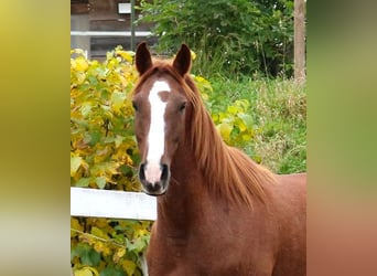 Purosangue arabo, Castrone, 7 Anni, 157 cm, Rabicano