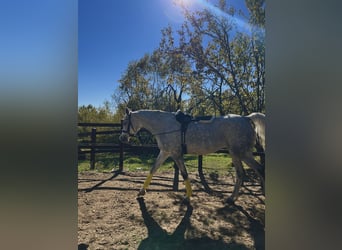 Purosangue arabo, Castrone, 7 Anni, 158 cm, Grigio