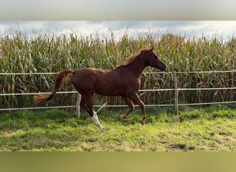 Purosangue arabo, Castrone, 7 Anni, 160 cm, Sauro
