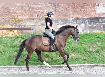 Purosangue arabo, Castrone, 7 Anni, 168 cm, Baio nero