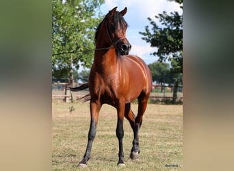 Purosangue arabo, Castrone, 7 Anni, Baio