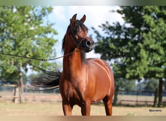Purosangue arabo, Castrone, 7 Anni, Baio
