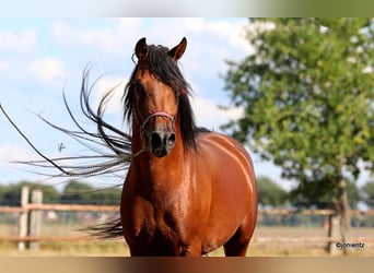 Purosangue arabo, Castrone, 7 Anni, Baio