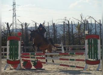 Purosangue arabo, Castrone, 8 Anni, 145 cm, Baio