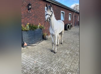 Purosangue arabo, Castrone, 8 Anni, 148 cm, Grigio