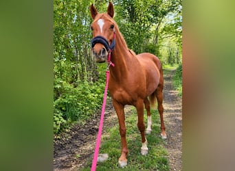 Purosangue arabo, Castrone, 8 Anni, 153 cm, Sauro