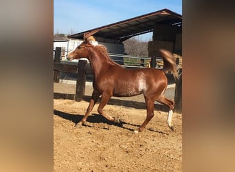 Purosangue arabo, Castrone, 8 Anni, 154 cm, Sauro scuro