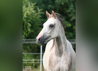 Purosangue arabo, Castrone, 8 Anni, 157 cm, Grigio