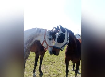 Purosangue arabo Mix, Castrone, 8 Anni, 157 cm, Grigio pezzato