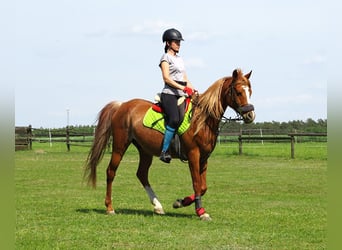 Purosangue arabo, Castrone, 8 Anni, 157 cm, Sauro
