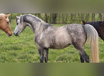 Purosangue arabo, Castrone, 9 Anni, 152 cm, Grigio