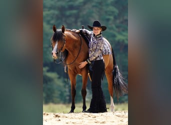 Purosangue arabo, Castrone, 9 Anni, 155 cm, Baio