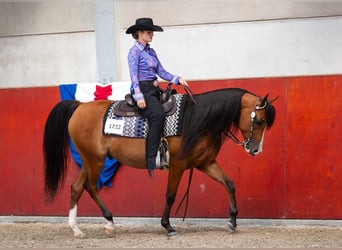 Purosangue arabo, Castrone, 9 Anni, 155 cm, Baio