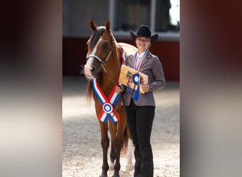 Purosangue arabo, Castrone, 9 Anni, 155 cm, Baio