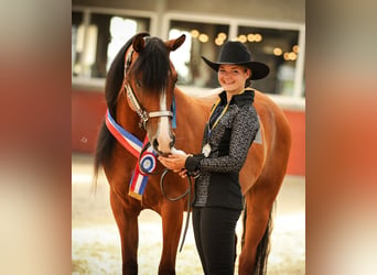 Purosangue arabo, Castrone, 9 Anni, 155 cm, Baio