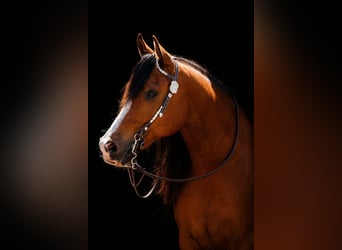 Purosangue arabo, Castrone, 9 Anni, 155 cm, Baio