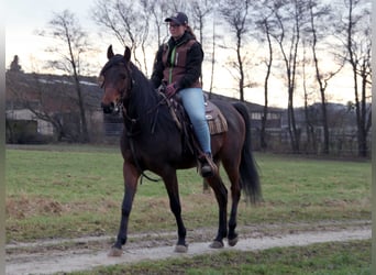 Purosangue arabo, Castrone, 9 Anni, 155 cm, Baio scuro