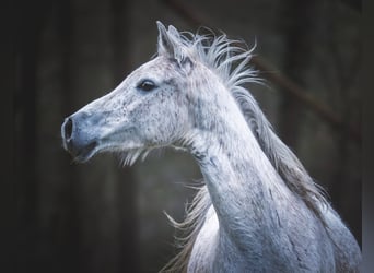 Purosangue arabo, Castrone, 9 Anni, 155 cm, Grigio