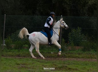 Purosangue arabo, Castrone, 9 Anni, 157 cm, Può diventare grigio