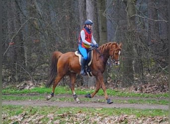 Purosangue arabo, Castrone, 9 Anni, 159 cm, Sauro