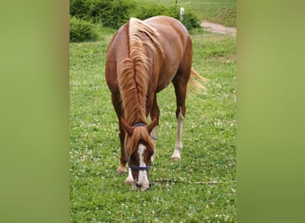 Purosangue arabo, Castrone, 9 Anni, 160 cm, Sauro