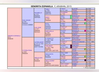 Purosangue arabo, Giumenta, 10 Anni, 144 cm, Baio