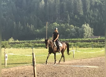 Purosangue arabo, Giumenta, 10 Anni, 153 cm, Baio