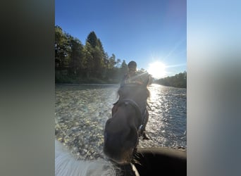 Purosangue arabo, Giumenta, 10 Anni, 153 cm, Baio