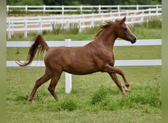 Purosangue arabo, Giumenta, 10 Anni, 153 cm, Sauro