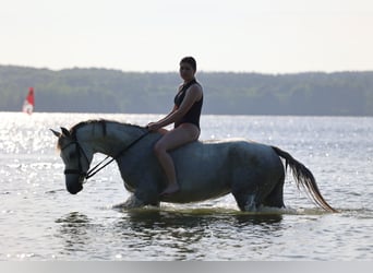 Purosangue arabo, Giumenta, 10 Anni, 155 cm, Grigio trotinato