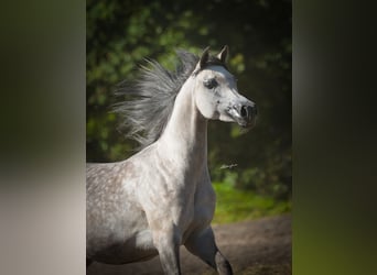 Purosangue arabo, Giumenta, 10 Anni, 156 cm, Grigio
