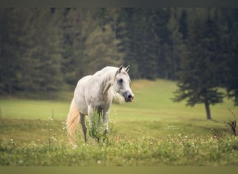 Purosangue arabo, Giumenta, 10 Anni, Grigio