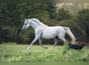 Purosangue arabo, Giumenta, 10 Anni, Grigio