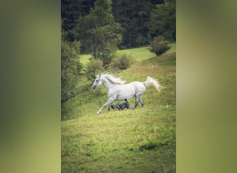 Purosangue arabo, Giumenta, 10 Anni, Grigio