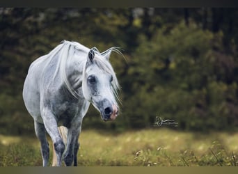 Purosangue arabo, Giumenta, 10 Anni, Grigio